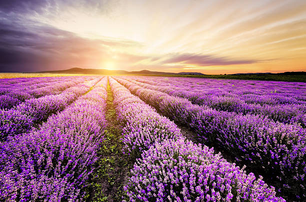 lavanda nascer do sol - lavender field - fotografias e filmes do acervo