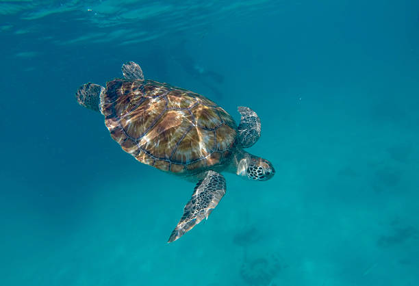 istock Turtle swimming in the sea 477485968