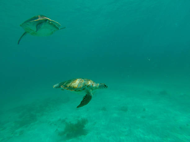 istock Turtle swimming in the sea 477485976