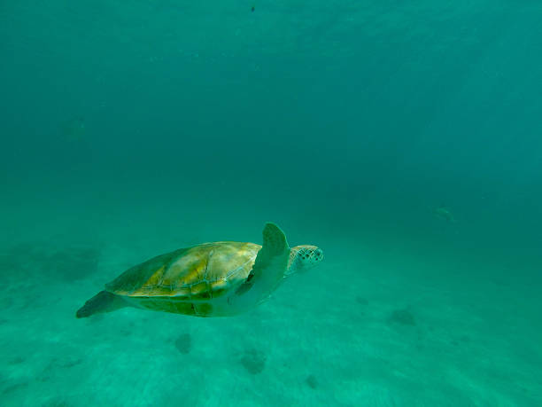 istock Turtle swimming in the sea 477485978