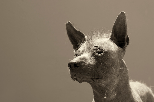 The Peruvian Hairless Dog is a breed of dog with its origins in Peruvian pre-Inca cultures. It is one of several breeds of hairless dog. Also called 