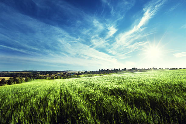 field of barley in sunset time