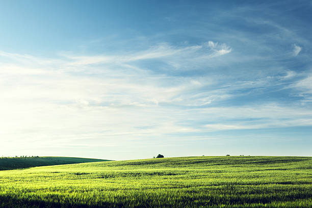 field von gerste in sonnenuntergang zeit - field landscape grass green stock-fotos und bilder