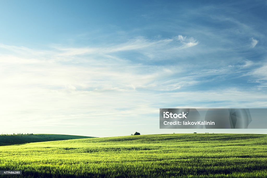 field of barley in sunset time Sky Stock Photo