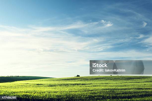 Field Of Barley In Sunset Time Stock Photo - Download Image Now - Sky, Agricultural Field, Blue