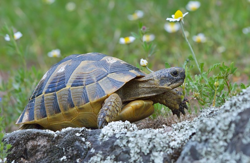 Spur thighed turtle (Testudo graeca) in nature