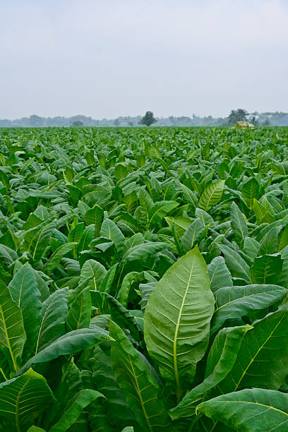 vert champ de tabac en thaïlande - tobaco photos et images de collection