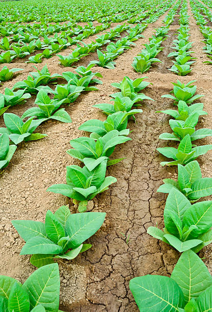 зеленый tobacco field в таиланде - tobaco стоковые фото и изображения