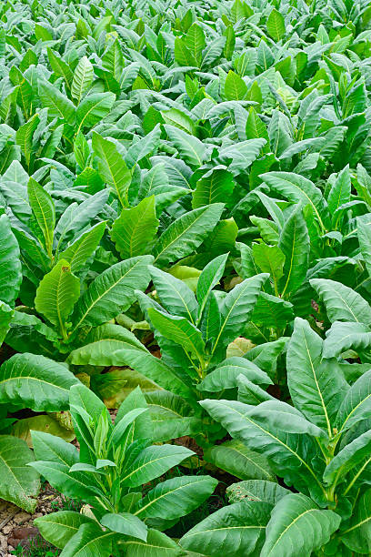 vert champ de tabac en thaïlande - tobaco photos et images de collection