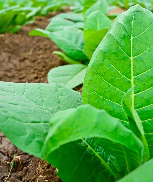 gros plan du vert champ de tabac en thaïlande - tobaco photos et images de collection