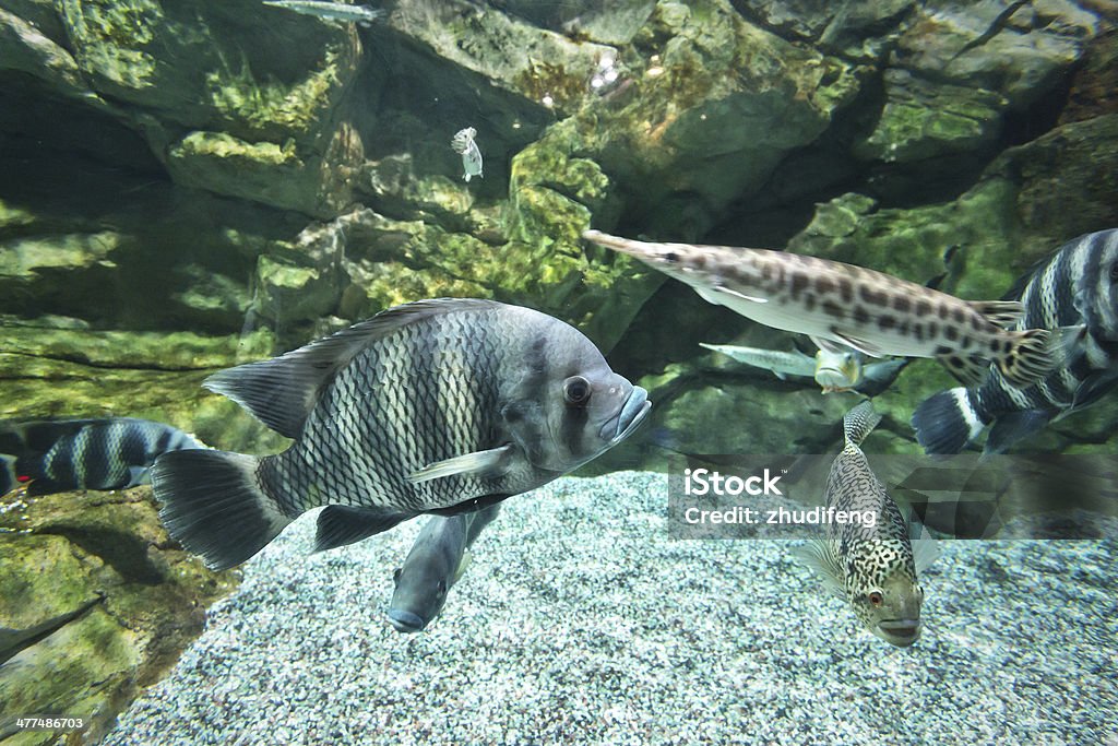 tropical freshwater aquarium Animal Stock Photo