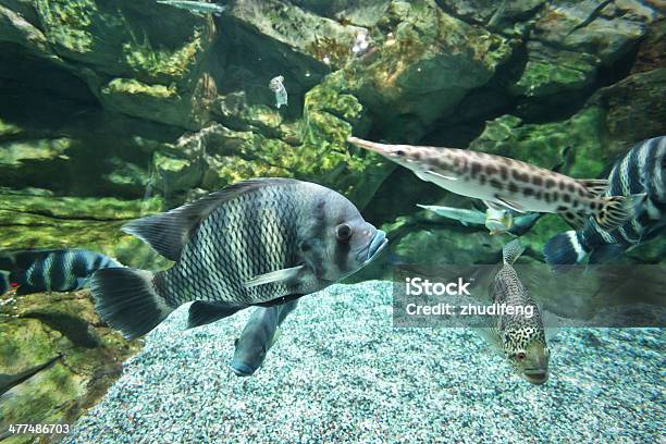 Tropical Freshwater Aquarium Stock Photo - Download Image Now - Animal, Animal Wildlife, Aquarium