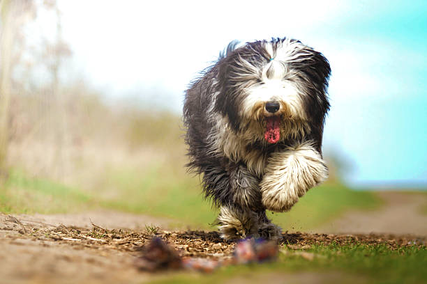 crazy bobtail hund welpen mit frisbee-running - old english sheepdog stock-fotos und bilder