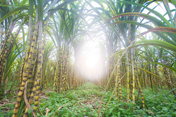 istock fresh sugarcane in garden 477487404