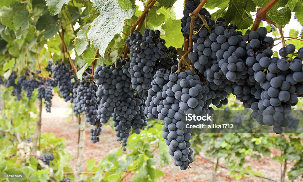 Rojo uvas. - Foto de stock de Uva libre de derechos