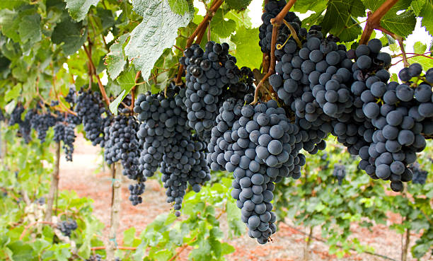 Red grapes. rows of a vineyard in autumn merlot grape photos stock pictures, royalty-free photos & images