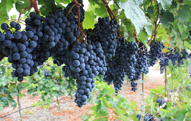 красный виноград. - vinifera стоковые фото и изображения