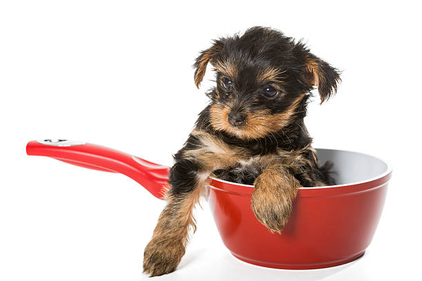 istock Sweet Puppy Yorkshire Terrier in a red pot 477487954