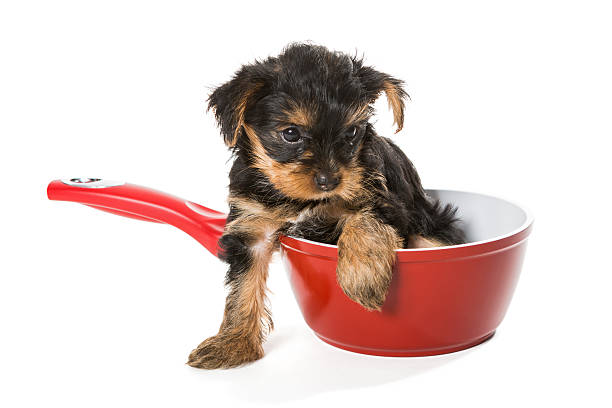 istock Sweet Puppy Yorkshire Terrier in a red pot 477487958