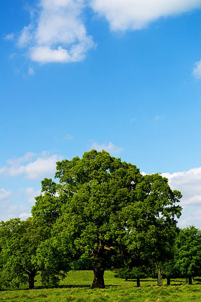 istock Green Landscape and Blue Sky 477488636
