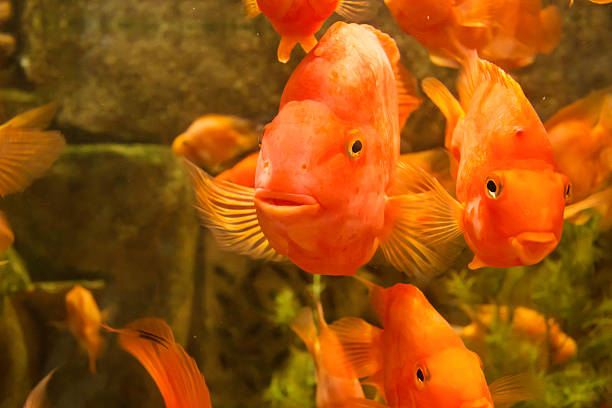 istock Tropical freshwater aquarium with big red fish 477492165