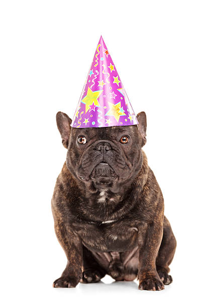 istock Bulldog with a party head isolated on white background 477492195