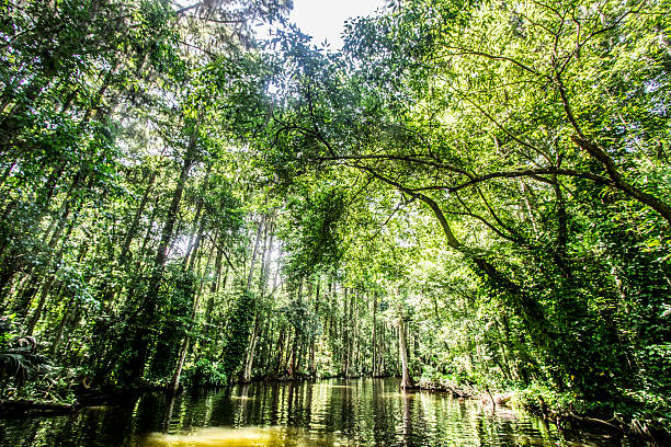 istock Canals of Mount Dora 477492246