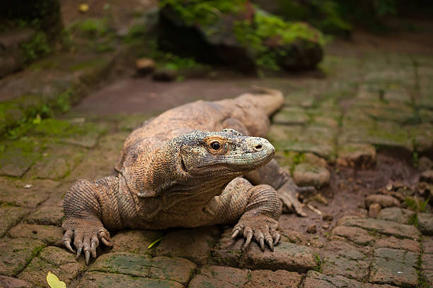 istock Huge dragon of Komodo 477493239