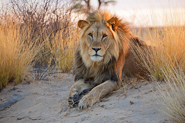grande lion d'afrique mâle - kalahari gemsbok national park photos et images de collection