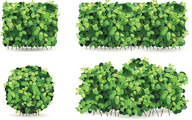 Set of bushes with green leaves of different shapes. Set of bushes of different shapes on a white background isolated, stylized vector illustration. dwarf boxwood stock illustrations