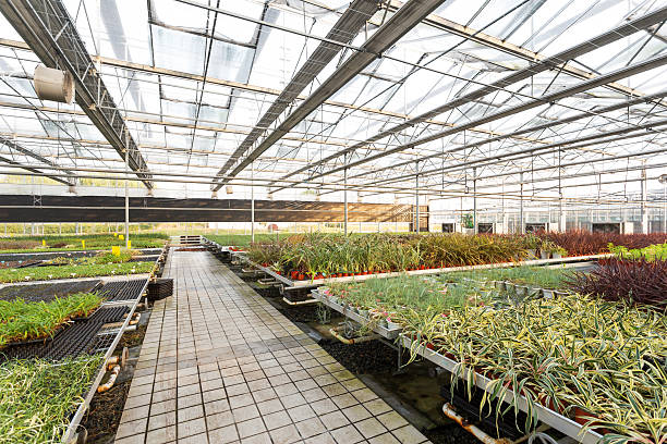 istock Rows of young plants in a greenhouse 477493739