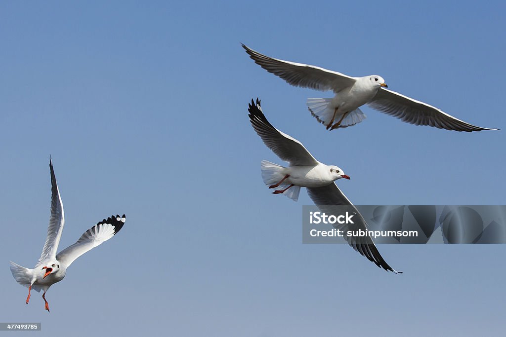 Mouettes volant en action à Bangpoo, Thaïlande - Photo de Animaux à l'état sauvage libre de droits