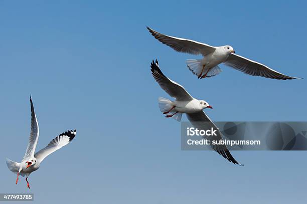 Photo libre de droit de Mouettes Volant En Action À Bangpoo Thaïlande banque d'images et plus d'images libres de droit de Animaux à l'état sauvage - Animaux à l'état sauvage, Bec, Bleu