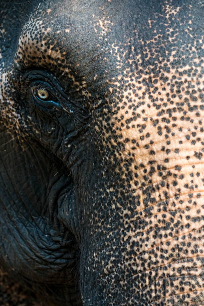 Indian elephant stock photo