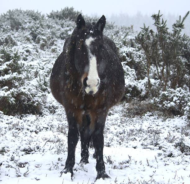 istock Horse in the Snow 477494251