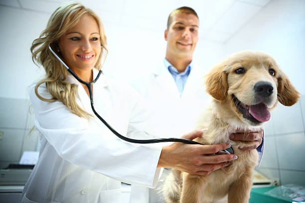 istock Two vets examining Golden retriever puppy. 477494294