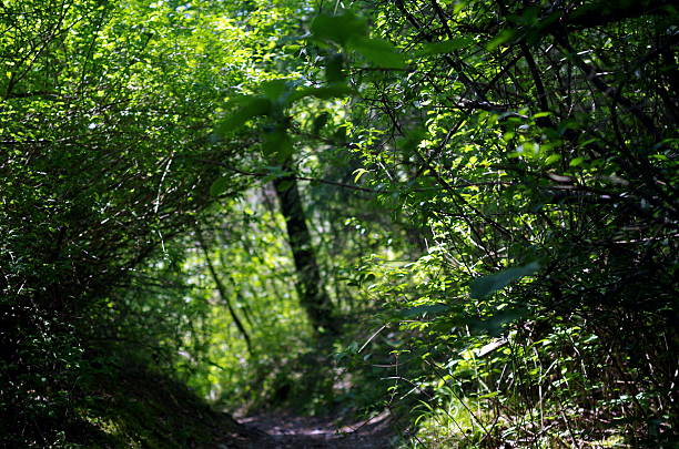 resbale a través de - steep road footpath moving down fotografías e imágenes de stock