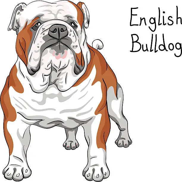 Vector illustration of vector sketch dog English Bulldog breed