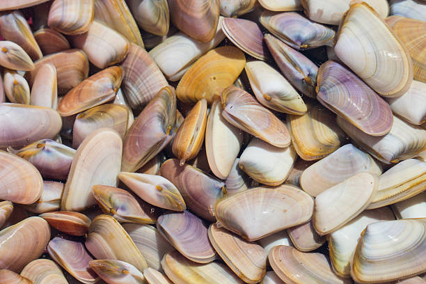 istock thousands of Abrupt Wedge Shells in a container after harvest 477497612