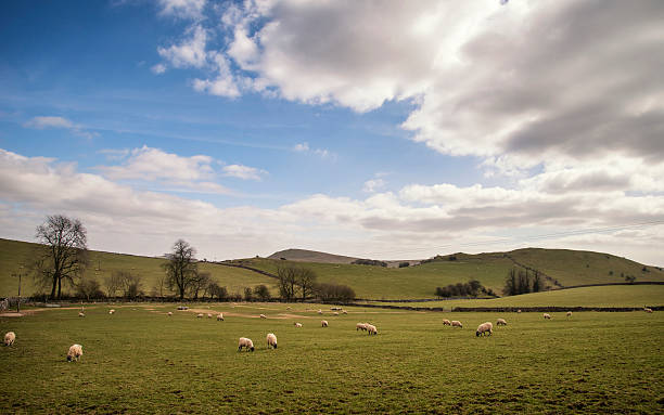 istock Sheep animals in farm landscape in Peak District UK 477497702
