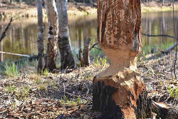 castor abatida oak cilindro. - cutting tree moving down bark imagens e fotografias de stock
