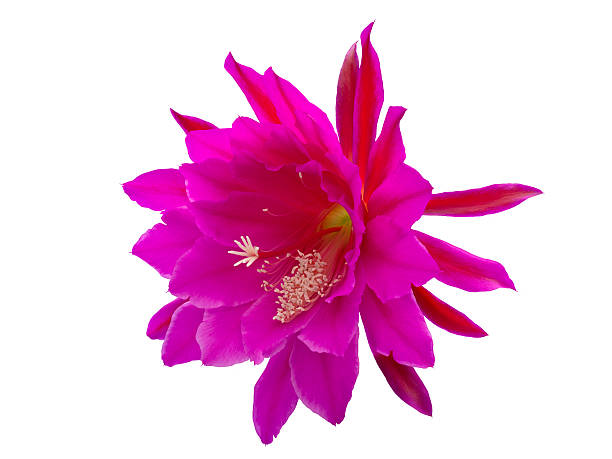 pinke blüte vom kaktus (epiphyllum hybrid) isoliert - kaktusfeige stock-fotos und bilder