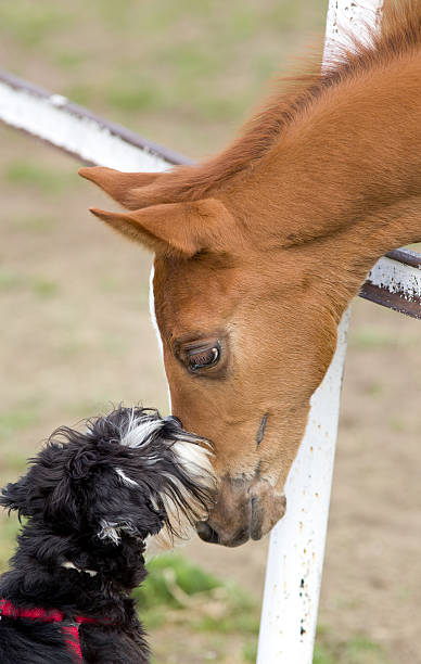 istock Dog and horse love 477498694