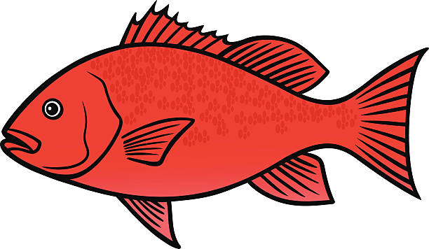 730+ Snapper Fish Stock Illustrations, Royalty-Free Vector
