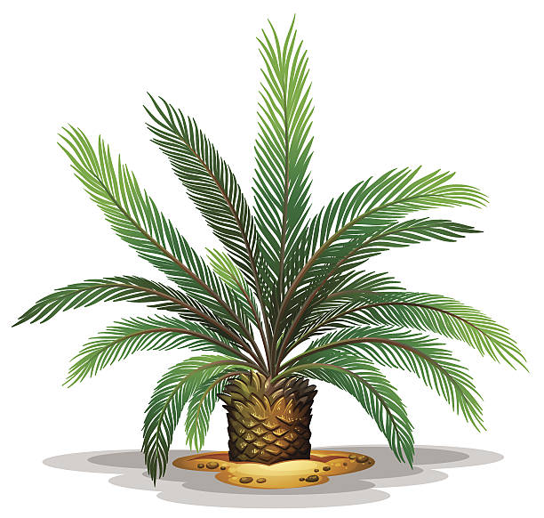 Gymnosperm Illustrations, Royalty-Free Vector Graphics & Clip Art - iStock Gymnosperm Illustrations, Royalty-Free Vector Graphics & Clip Art - iStock