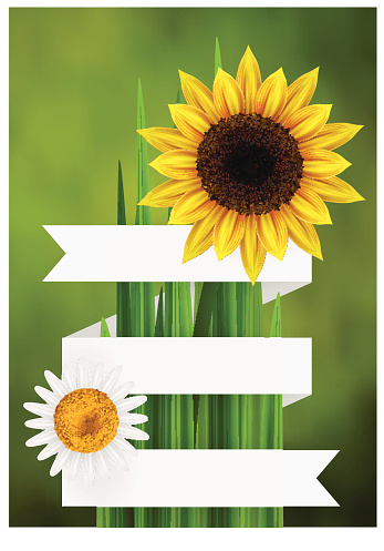 Flower bacgkround with ribbon, daisy and sunflower, isolated with empty space for text