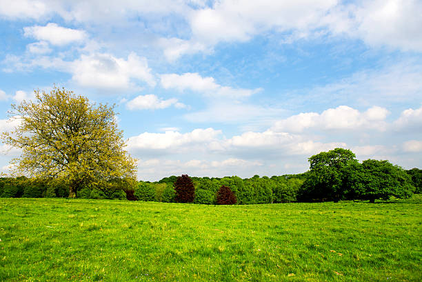 istock Green Meadows in the Park 477508934