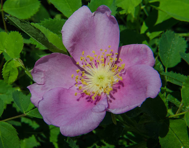 istock Bloom of a wild rose 477508986