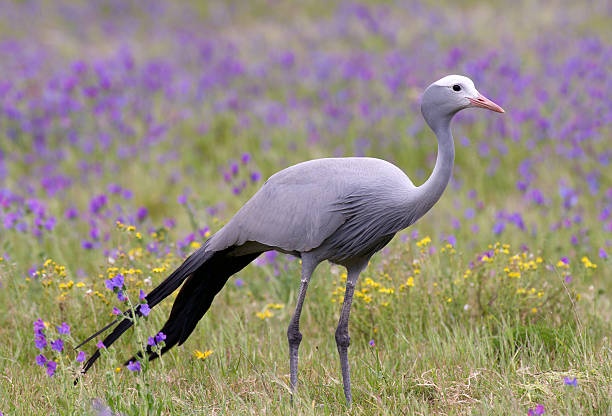 Blue Crane Bird Blue Crane bird in springtime meadow , South Africa. blue crane bird south africa stock pictures, royalty-free photos & images