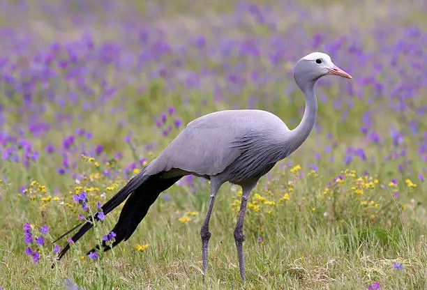 Blue Crane bird in springtime meadow , South Africa.